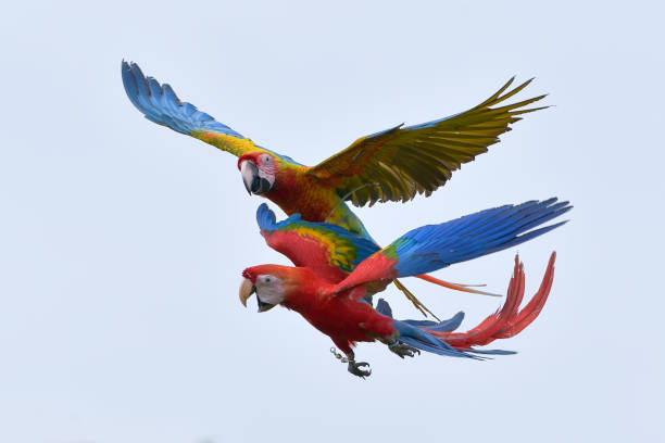 istock Macaw parrots fly freely in the sky 1967595853