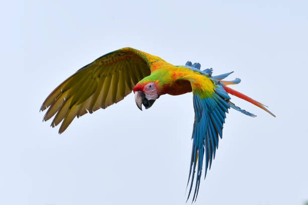 istock Macaw parrots fly freely in the sky 1967595876