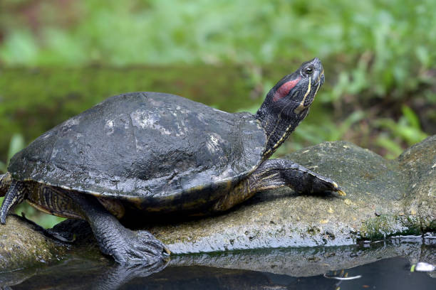 istock Cherry head tortoises on a pond 1967596919