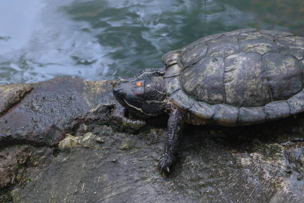 istock Cherry head tortoises on a pond 1967596934