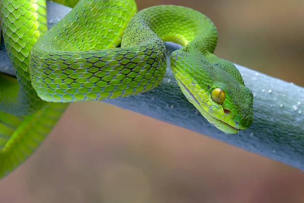 istock The white-lipped island pit viper on tree branch 1967597457