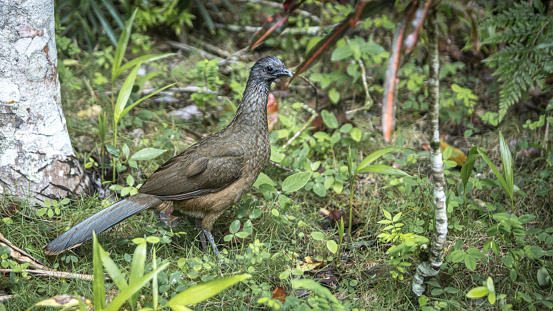 Plain Chachalaca in the wild at the tropical forest of Tikal National Park in Guatemala.