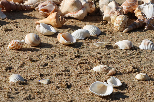Stock photo showing close-up view of a pile of seashells on the sand on a sunny, golden beach. Summer holiday and tourism concept.