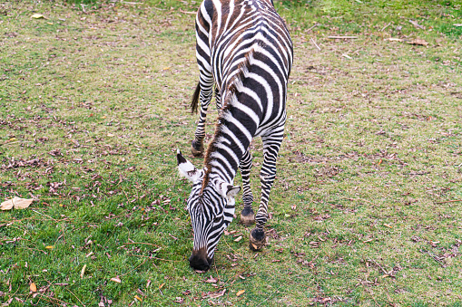 Zebra eating something