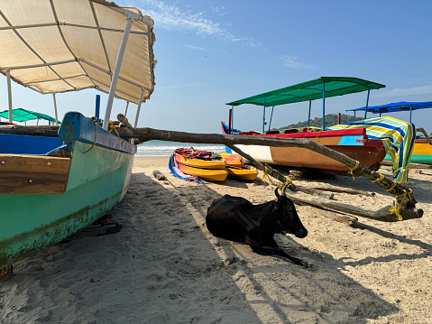 Stock photo showing Indian sacred cow lying down on beach sand, at water's edge in shade cast by pleasure cruise boats, Palolem Beach, Goa holiday vacation, South India.