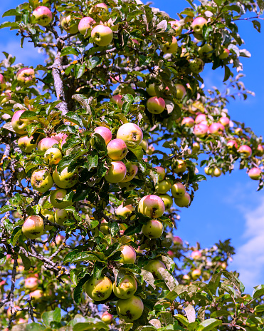 A large branch of an apple tree is photographed against the blue sky. The fruits grow on a branch close to each other. Ripe apples. The fruits of the apple tree are affected by the disease.