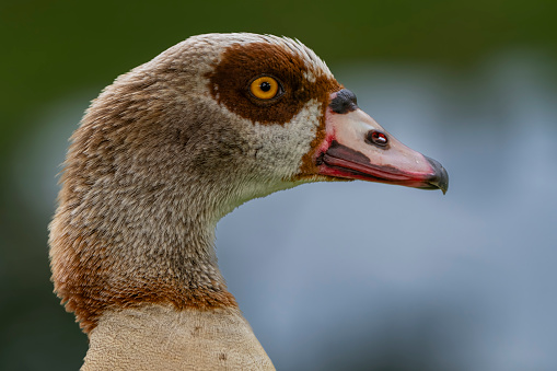 Goose looking bold.
