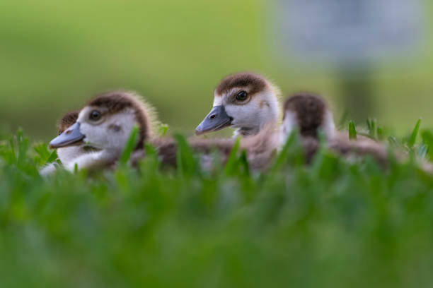 Ducklings on a rock with splashing water in the background