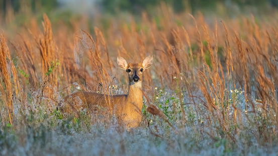 A lone deer standing in tall grass.