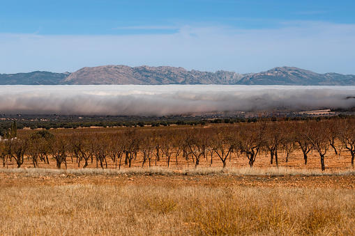 The morning cloud, partly evaporated sits in the valleys between mountains against a blue sky, with a foreground of fallow, grassy ground, and bare-branched fruit trees stationed in rows in the ochre earth.