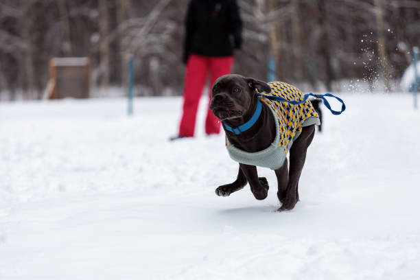 istock Dog training in winter in the park 1967641827