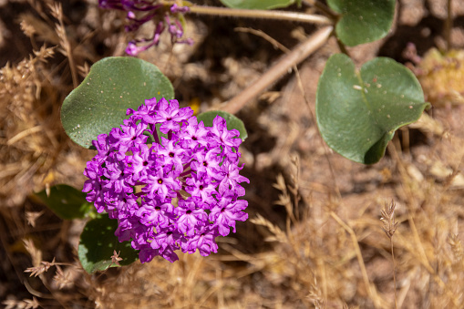 Desert Sand-Verbena, (Abronia villose), found near the riverbank of the Salt River in the eastern mountains of Arizona in the Spring.