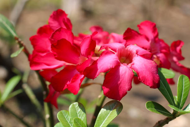 istock Red adenium flower, Desert rose 1967648144