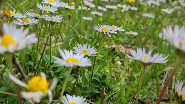 Daisy Flowers In The Field
