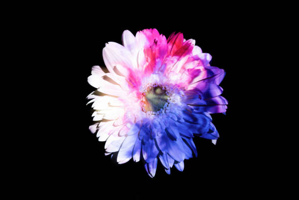 Abstract color lights on a gerbera daisy.