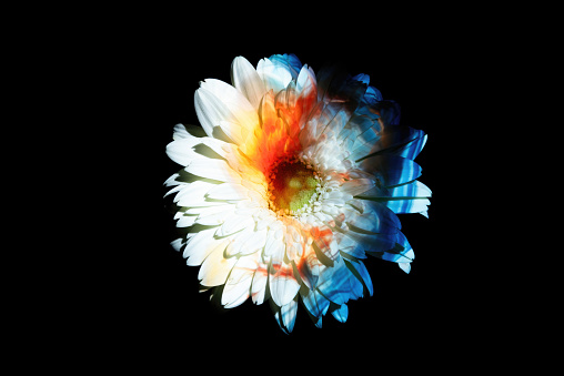 Abstract color lights on a gerbera daisy.