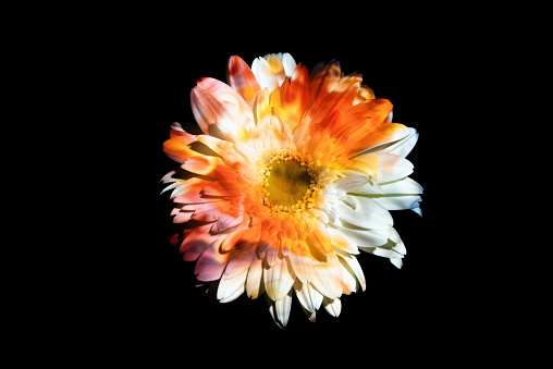 Abstract color lights on a gerbera daisy.