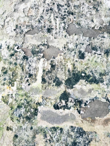 istock Texture of old green and white cracked paint at wall surface 1967661515