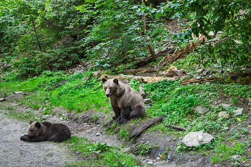 Brown bear seen on the Transfagarasan mountain road in the Carpathian Mountains, Romania during September