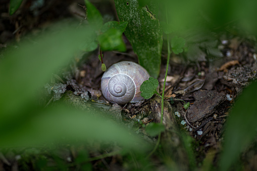 A large garden snail with a striped shell close-up crawls on the green grass of the lawn.