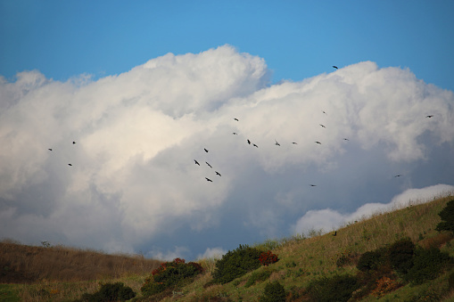 Distant view of swarming flock of crows against cloudscape over sunlight grassy hilly crest in Ascot Hills Park of Los Angeles.