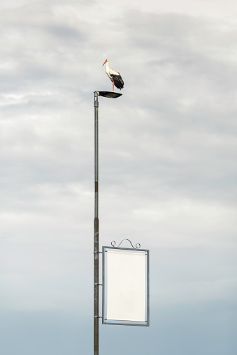 A black stork sitting high on a lamp post. There is an empty sign on the post.