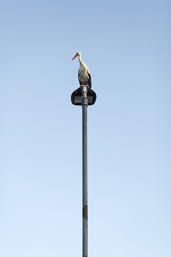 A black stork sitting high on a lamp post.