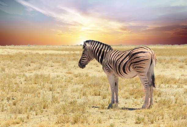 istock Isolated Zebra standing on open plains at sunrise 1967694922