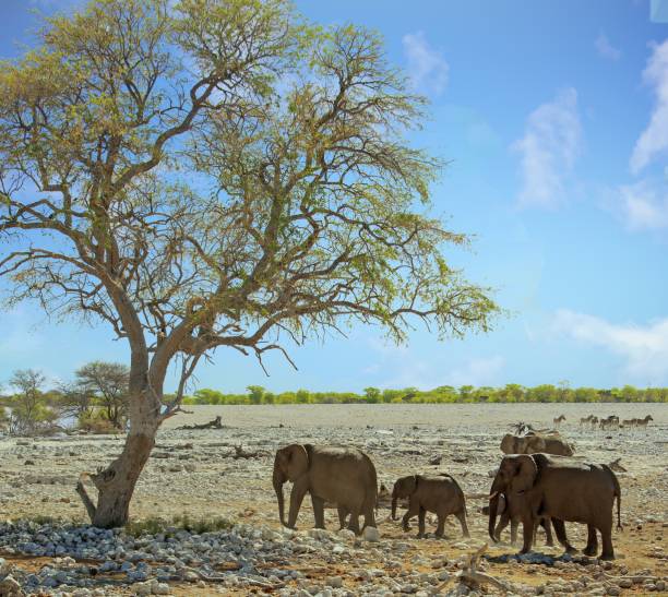 istock Herd of Elephants walking next to a large tree with nice blue cloudy sky 1967695970