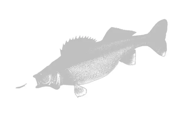 Vector illustration of Walleye chasing minnow