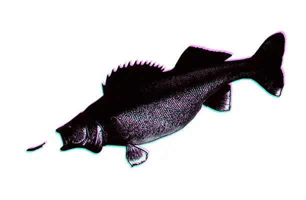 Vector illustration of Walleye chasing minnow with Glitch Technique