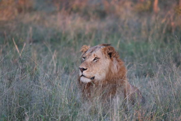 istock Lion surveying the area 1967705030