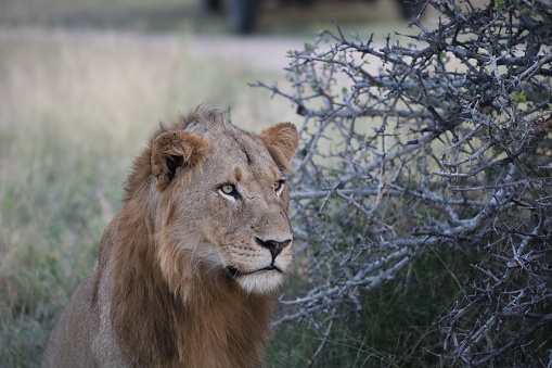 Lion gazing