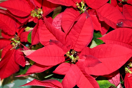 Close-up shot of vibrant red poinsettia plants growing in a plant nursery in preparation for the Christmas Holidays.\n\nTaken in Pajaro, California, USA