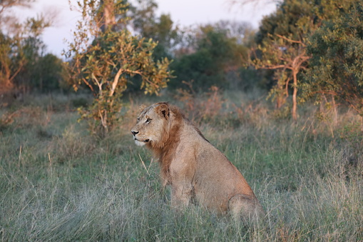 Lion in tall grass surveying the area