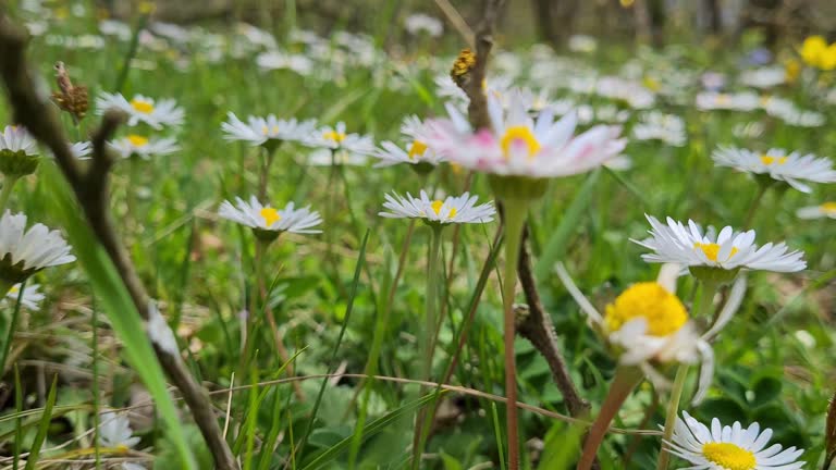 Daisy Flowers In The Field