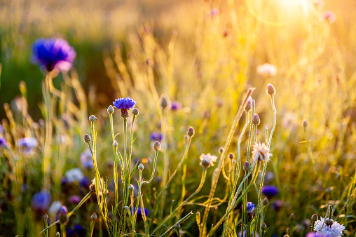 Blooming cornflower. Summer wildflowers at dawn with sun rays and sunbeams.