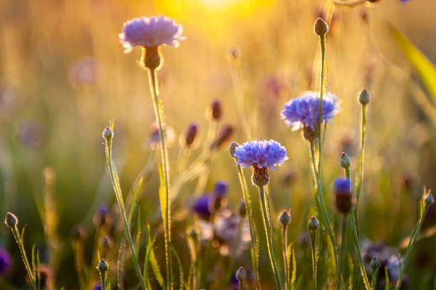 istock Blooming cornflower at dawn with sun rays and sunbeams. 1967711130