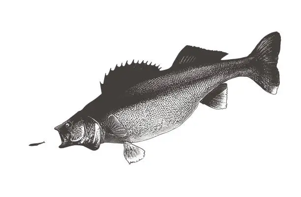 Vector illustration of Walleye chasing minnow