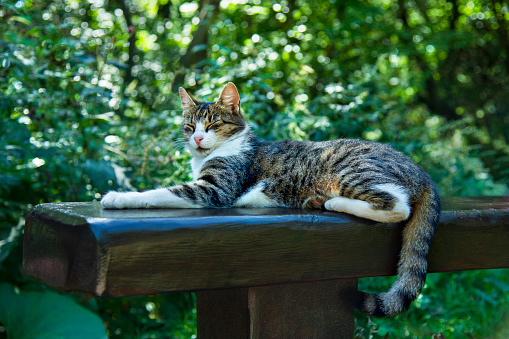 Cat sitting outdoor on a bench