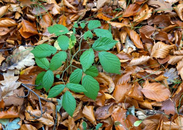 istock Rubus blackberry with evergreen leaves on an autumn background 1967724529