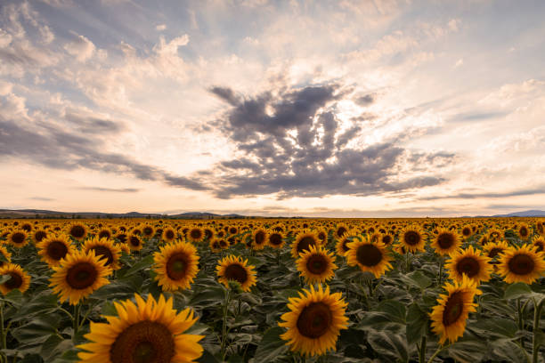 istock Sunflower field at sunset. 1967725042