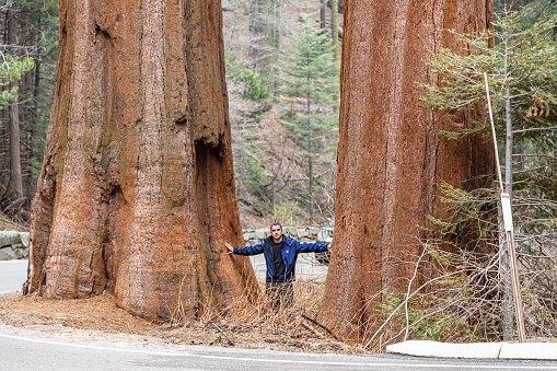 Tourist standing between giant sequoias in Yosemite National Park in California.