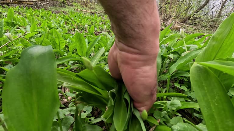 Man Harvesting Ramson Leaves In The Forest