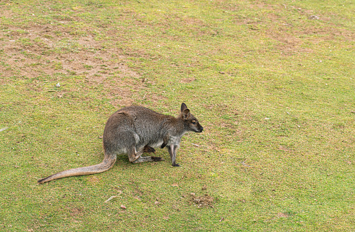 Red-necked wallaby or Bennett's wallaby (Macropus rufogriseus).