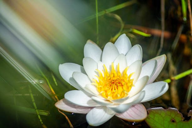 Water lily. White water lily. Water lily in summer pond with motion blur effect.
