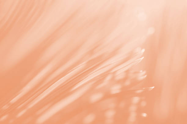Palm Tree Leaf Abstract peach color Sunlight Jungle Pastel Orange Coral Background Cute Sunny Tropical Spring Summer Autumn Floral Foliate Pattern Light Nature Tropic Texture Trendy Color of Year 2024 Close-Up Palm Tree Leaf Abstract peach color Sunlight Jungle Pastel Orange Coral Background Cute Sunny Tropical Spring Summer Autumn Floral Foliate Pattern Light Nature Tropic Texture Trendy Color of Year 2024 Close-Up Design template for presentation, flyer, card, poster, brochure, banner peach sunset photos stock pictures, royalty-free photos & images