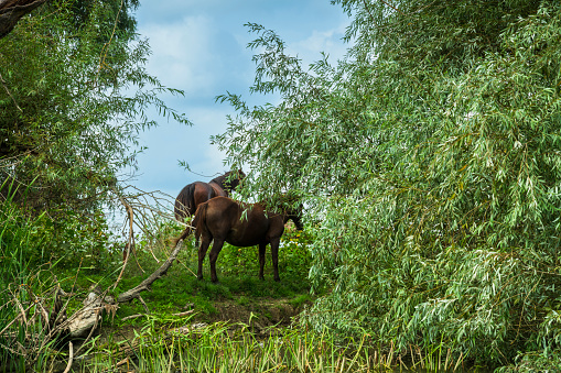 Landscape photo of wild horses at Murighiol Romania