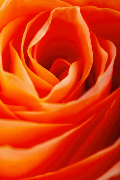istock rose flower extreme macro petals , design element for backdrop 1967761677