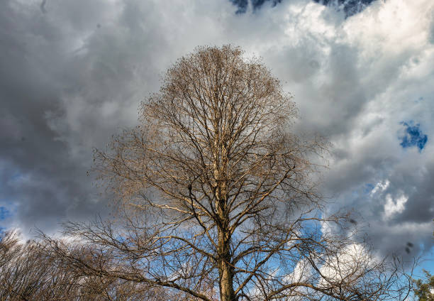 Bare  tree covered by ivy with a blue sky with clouds as background